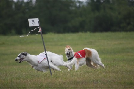 23.7.2010 - Chardonnay (F) - Championnat D'europe De Coursing