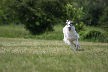 23.5.2010 - Spitzerberg (A) - CACIL coursing