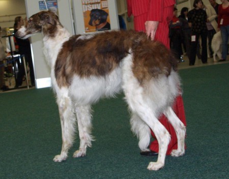 16.5.2010 - Bratislava (SK) - SPRINGDUODANUBE