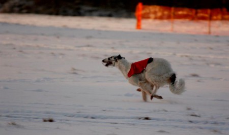 12.1.2013 - Sněžník (CZ) - NordCup, CACIL, CACT